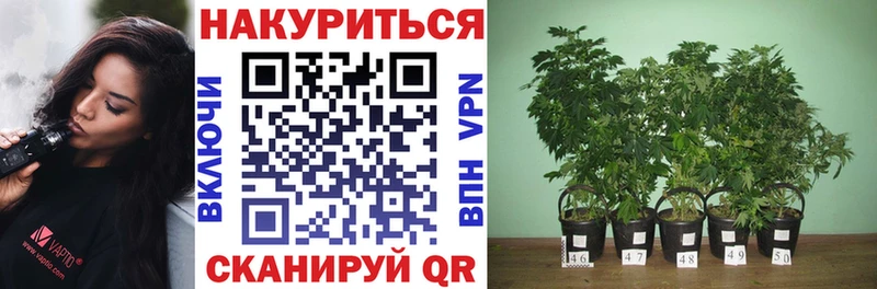 Конопля MAZAR  Отрадный 